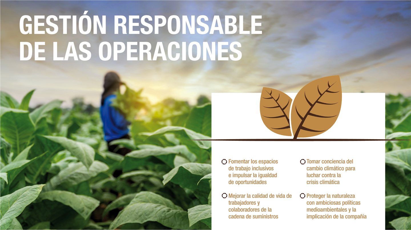 Campesino recogiendo hojas de tabaco